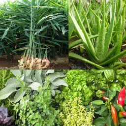 Biểu tượng Medicinal plant identifier
